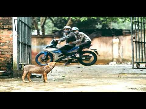 Một chú chó buồn bã vì bị lạc mất chủ trong giấc mơ, gợi lên cảm giác lo lắng và bất an