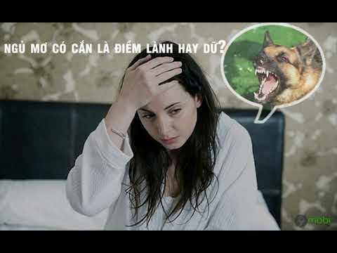 Một chú chó đang sủa, thể hiện sự hung dữ và tiềm ẩn nguy cơ bị cắn